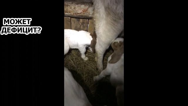 "КУДА  ТЫ ЛЕЗЕШЬ, ВОНЯЕВ?"  СВОЙ  СРЕДИ СВОИХ.