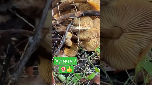 Красивая симейка опят! В 2023 году #грибы2023 #грибы #опята смотреть онлайн