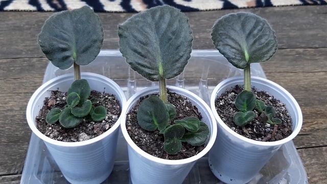 Мои фиалки умножились успешно смотреть онлайн