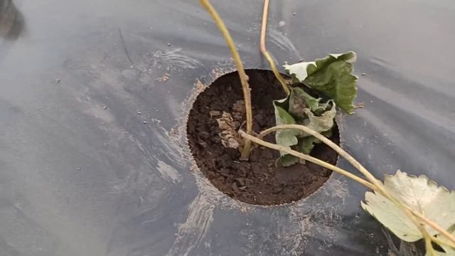 Бугры для клубники мотоблоком. Продолжение. смотреть онлайн