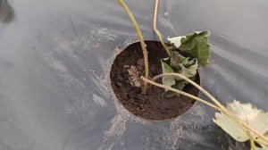 Бугры для клубники мотоблоком. Продолжение.