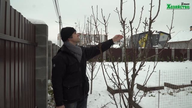 Обрезка веретенообразной груши! смотреть онлайн