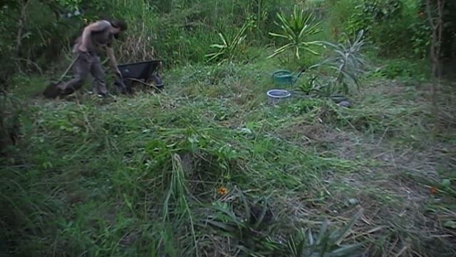 Day 67 of New Year's Planting - Litchi, Bauhinia and an addled history of the peoples of Lusaka смотреть онлайн