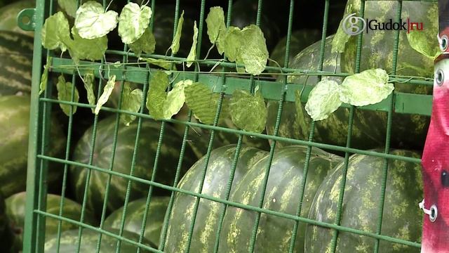 В Москве заработали бахчевые развалы смотреть онлайн