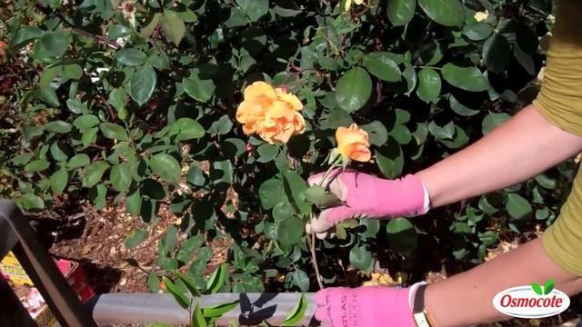 How To Cut And Prune Flowers At The Same Time смотреть онлайн