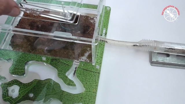 НОВЫЕ муравьи Harpegnathos Venator. Корявая пересадка.