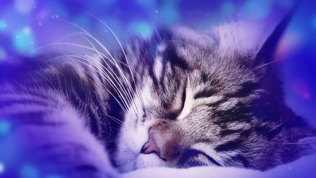 ♬ Piano Music for Restless Cats ♬ Deep Relaxing Cat Music (with cat purring sounds) смотреть онлайн