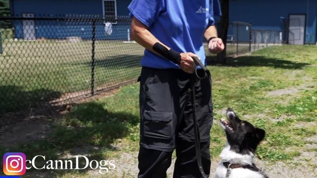 Fix Your Leash Walking Training For THESE Common Problems смотреть онлайн