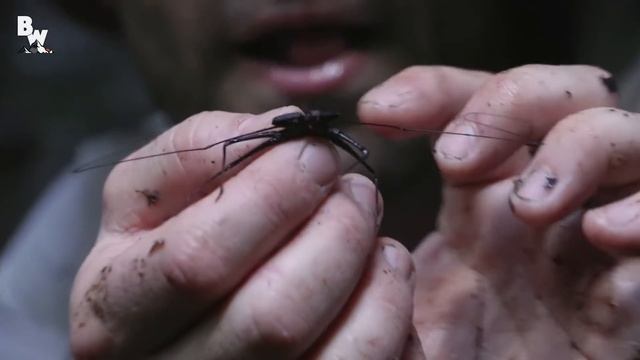 ЧТО НА МОЕМ ЛИЦЕ?! / Койот Питерсон на русском смотреть онлайн