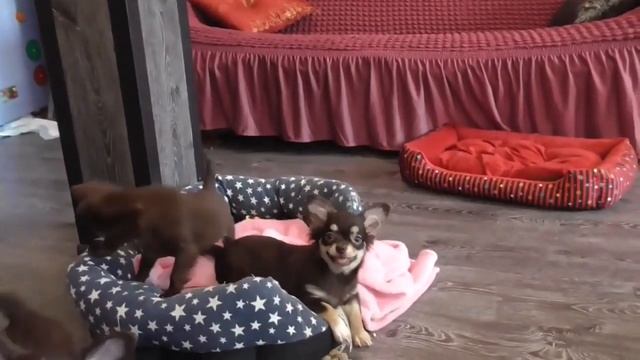 Чихуахуа шоколадного окраса в продаже. Щенки чихуахуа в Москве от лучших заводчиков. смотреть онлайн
