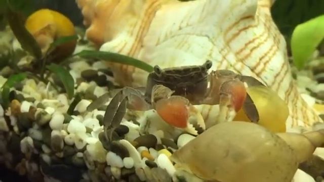 Мой любимый аквариум. Маленький крабик в моем аквариуме смотреть онлайн