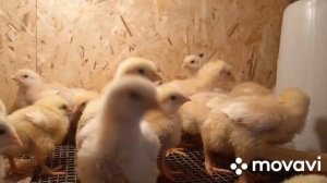 Начали погибать бройлеры. В чём причина? Вес бройлеров росс 308 в 14 дней.