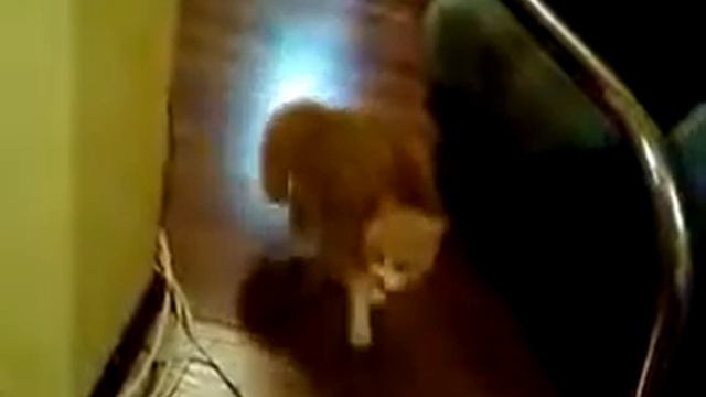 Мой котик Персик смотреть онлайн