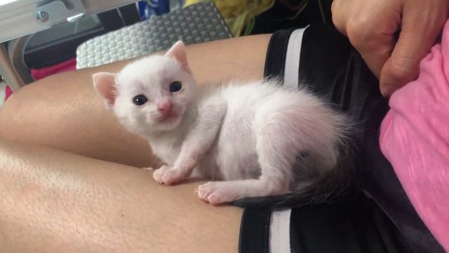 My cat 1 week to 5 weeks смотреть онлайн