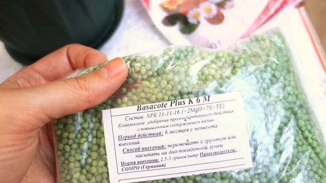 Удобрение для ахименесов: чем, когда и как. смотреть онлайн