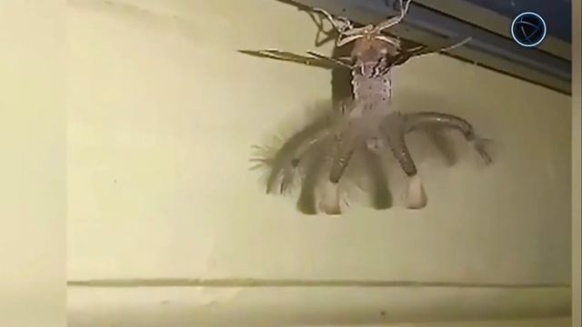 ЖУТКОЕ СУЩЕСТВО ПОПАЛО НА КАМЕРУ смотреть онлайн