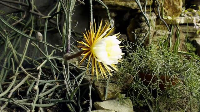 Selenicereus grandiflorus 03.06.2016 смотреть онлайн