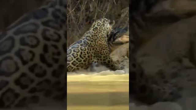 # difference between cheetah and jaguar 🐆. смотреть онлайн