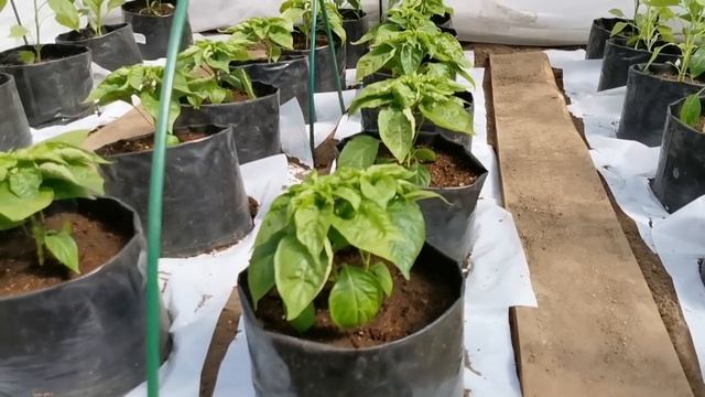 Высокие ГРЯДКИ, не для эстетики, а для пользы корням растений! это основная их задача!