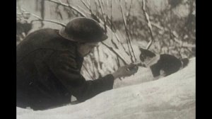 Какую роль сыграли кошки во время Великой Отечественной