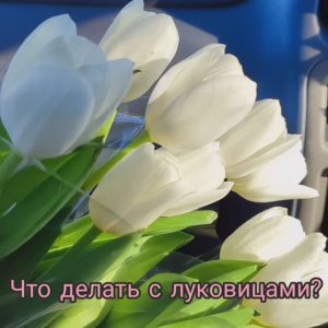 Что делать с луковицами тюльпанов?