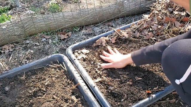 Growing Cilantro In Containers & Outdoors-Cool Hearty Herb