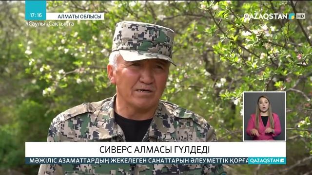 Алатауда Сиверс алмасы гүлдеді смотреть онлайн