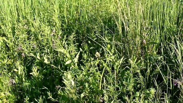 Коростель кричит в траве смотреть онлайн