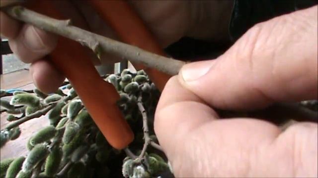 Ивовые котики смотреть онлайн