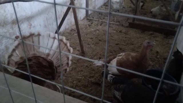 Недельная Пропойка взрослых индюков в зиму//Готовим птицу к холодам. смотреть онлайн