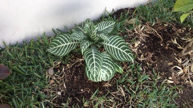 CUIDADOS DE AFELANDRA / AFELANDRA SQUARROSA /APHELANDRA смотреть онлайн