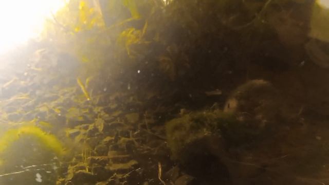Гамарус прісноводний Бокоплав жива культура в акваріумі рачок. живі рачки гамаруса пресновоного смотреть онлайн