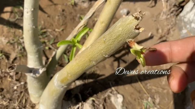 അഡീനിയം  നിറയെ പൂക്കൾ കൊണ്ട് നിറയാൻ മുട്ട ഇങ്ങനെ കൊടുത്താൽ മതി|Adenium Flowering Tips | Adenium Car