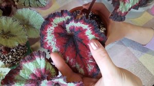 Декоративно-лиственные бегонии. Мой опыт выращивания бегоний.