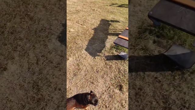 Пти брабансон. Умная собака грифон #питомцы #собаки