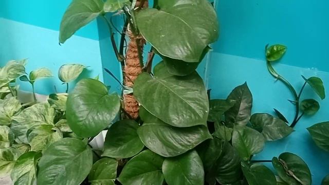 MANJULA Pothos... Grown So Robust..