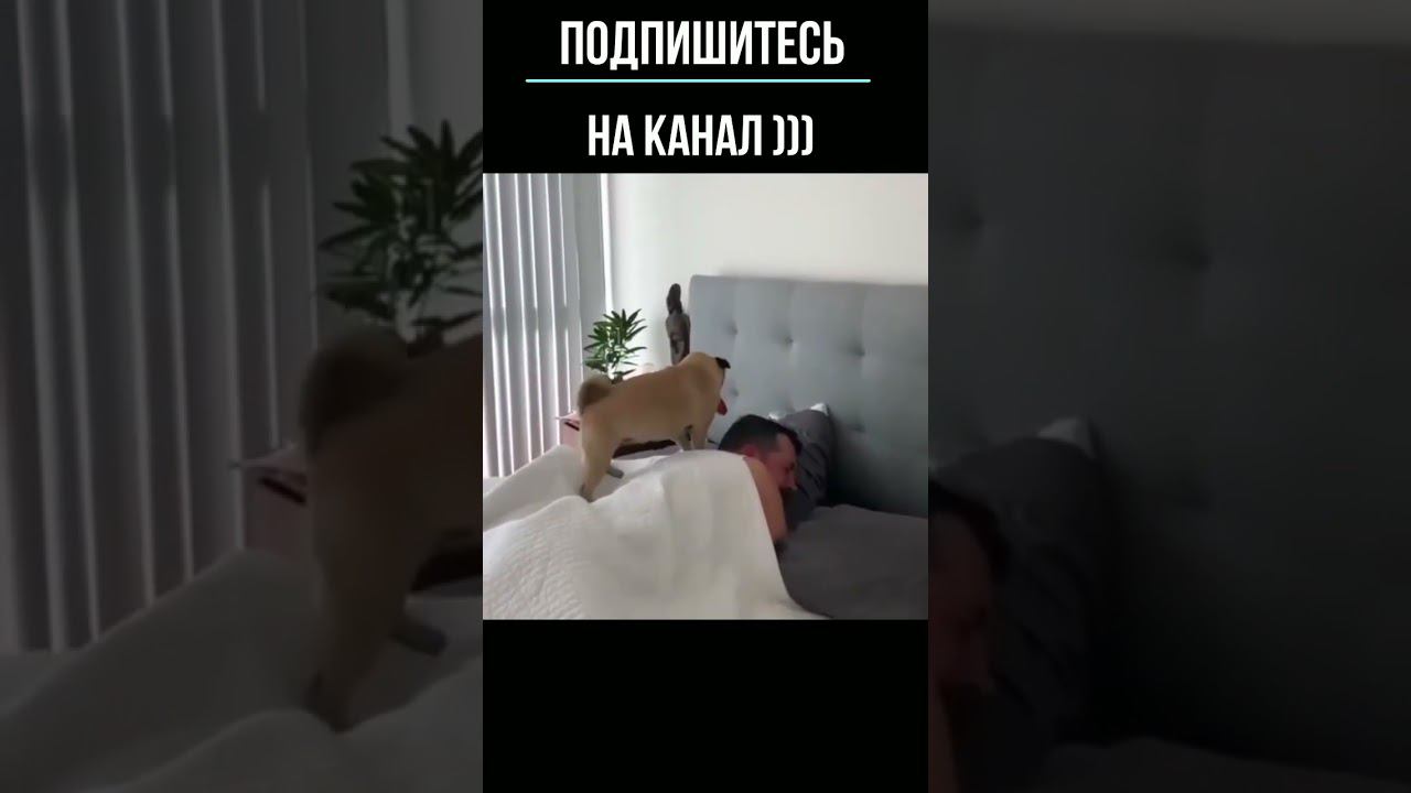 С Добрым Утром Страна ))) смотреть онлайн