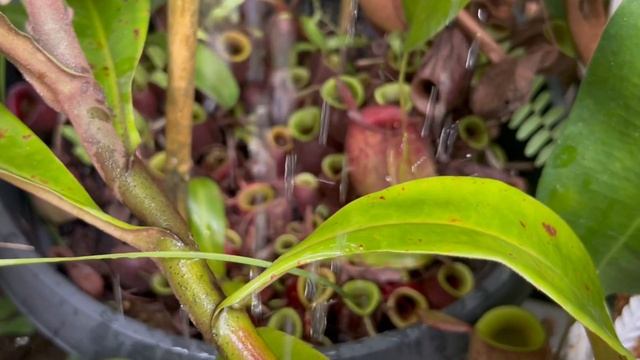 Nepenthes Ampullaria смотреть онлайн