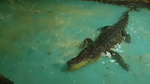 Крокодил гигант смотреть онлайн