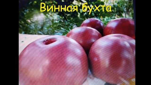 КАТАЛОГ ТОМАТОВ 2023 г. Часть 3 . г. Киров. смотреть онлайн