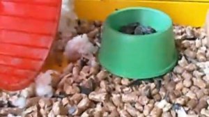 Всё о животных: Знакомьтесь новые Джунгарики!!!:):):)
