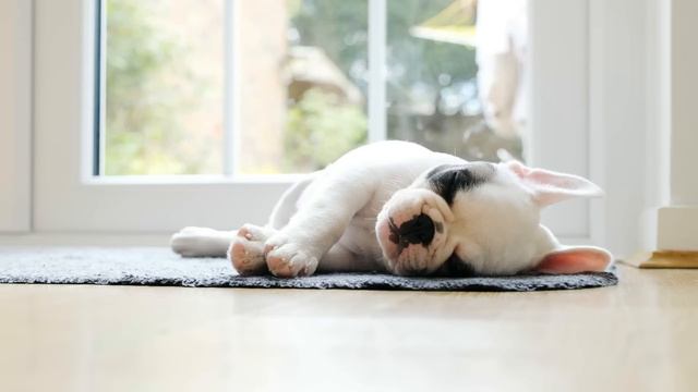 MÚSICA Para PERROS Con ANSIEDAD 🐶🎶 ¡Relaja A Tu Perro Nervioso O Inquieto! ✅