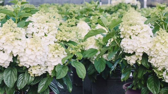 Introducing Little Hottie® Panicle Hydrangea смотреть онлайн