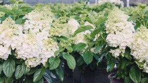Introducing Little Hottie® Panicle Hydrangea
