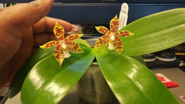 Bloom Spotlight: Phalaenopsis (mannii x tetraspis) | Orchids Candidly смотреть онлайн