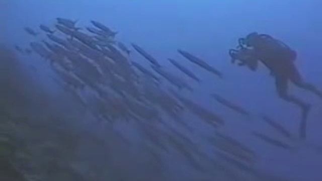 Perth Scuba Semiclosed Rebreather.mov смотреть онлайн