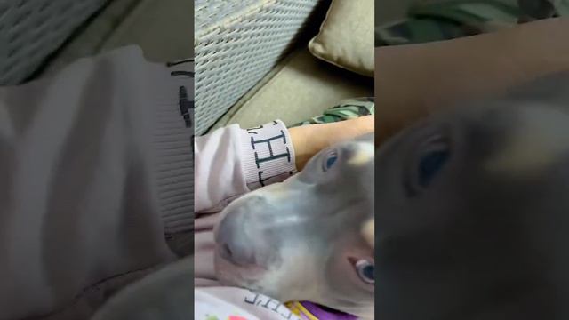 От этого щенка отказались! Вернулся назад в питомник спустя 3 месяца! Первый день с заводчиком. смотреть онлайн