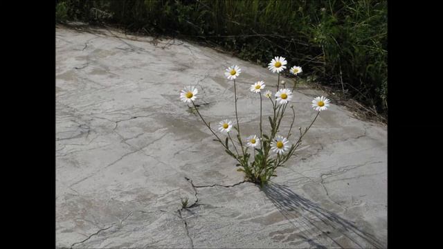 Антивирусник для мозга смотреть онлайн