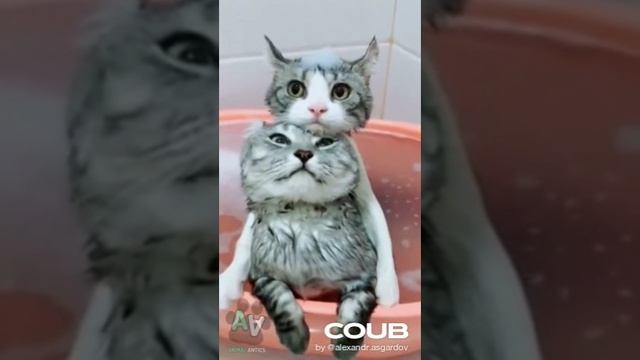 1608495245_looped_1608495244.mp4 смотреть онлайн