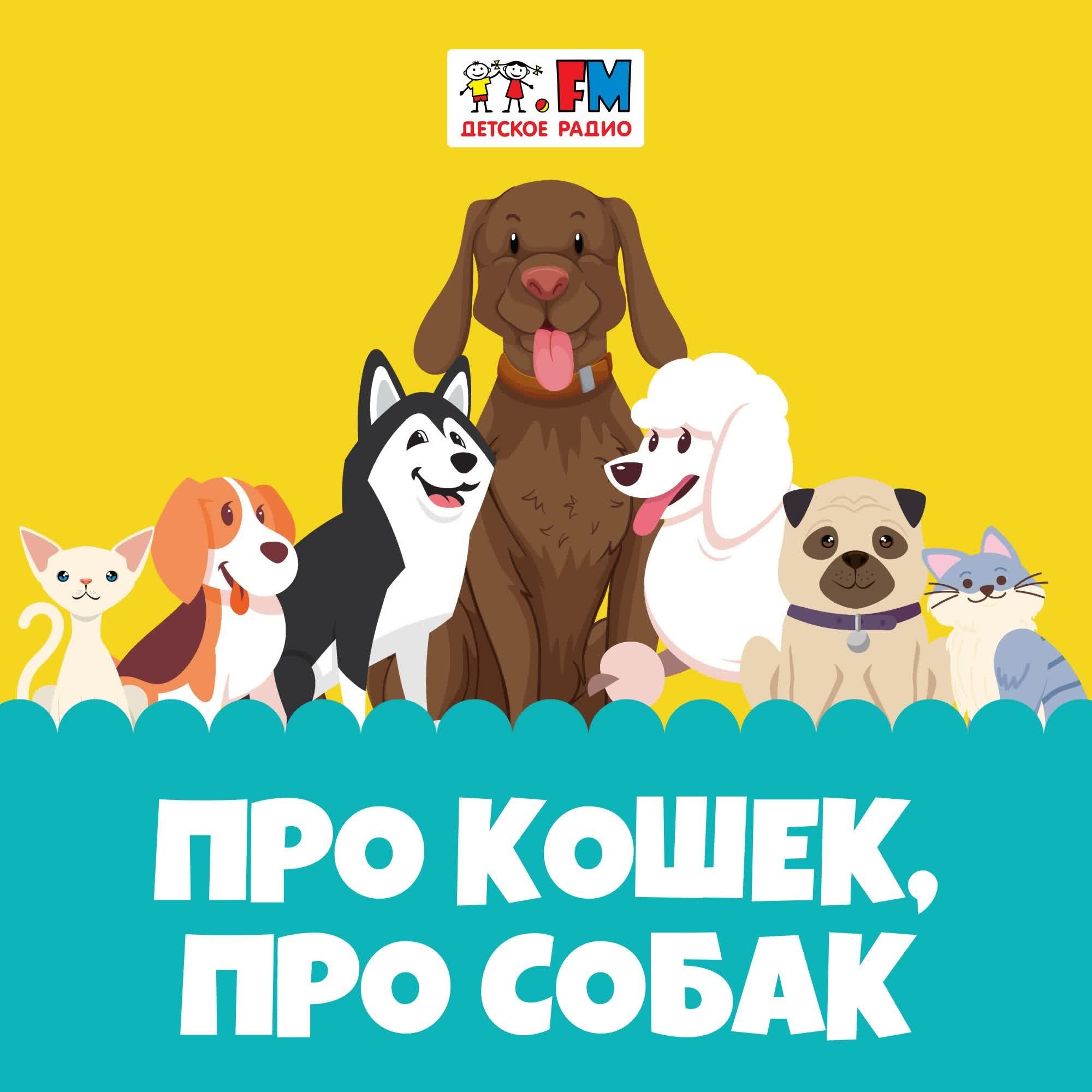 Про кошек, про собак - Как подружить кошку и собаку? смотреть онлайн